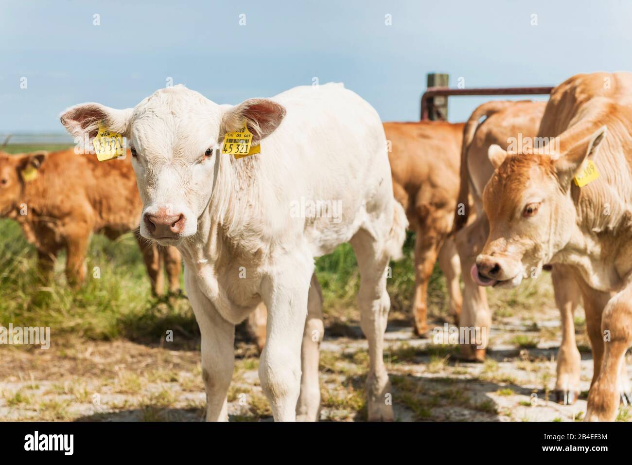 Landwirtschaft, Tierhaltung, Kälber auf der Weide, Rinderzüchtung Charolais Stockfoto