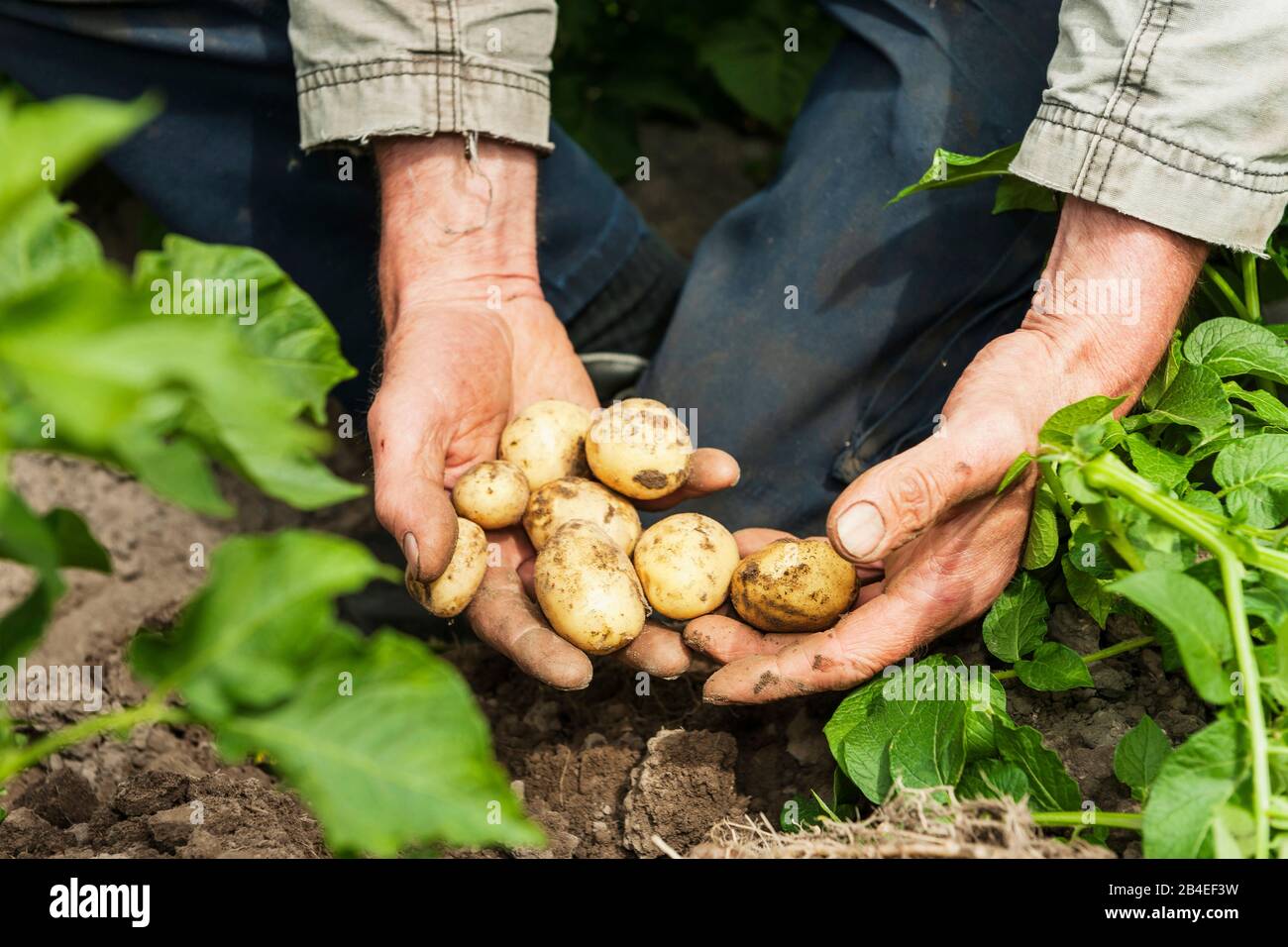 Landwirtschaft, Biobauernhof, Gartenbau, Gemüseanbau, Feldbau, Landwirt hält Kartoffeln in den Händen Stockfoto