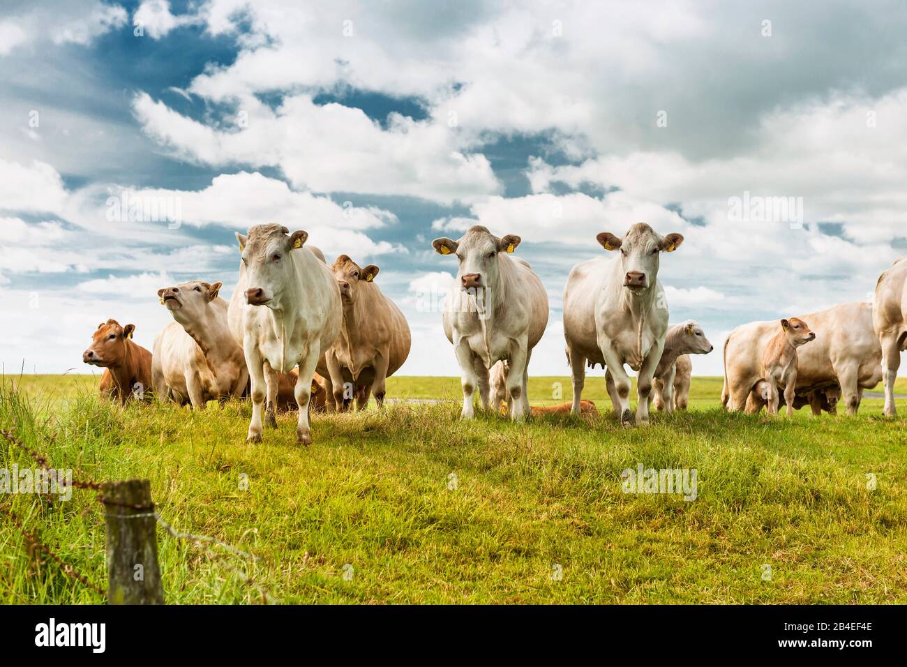Landwirtschaft, Tierhaltung, Kuhherde auf der Weide, Rinderzüchtung Charolais, mit Kälbern Stockfoto