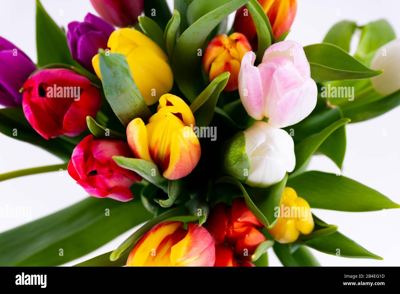 Bunte Tulpen auf weißem Hintergrund - Draufsicht Stockfoto