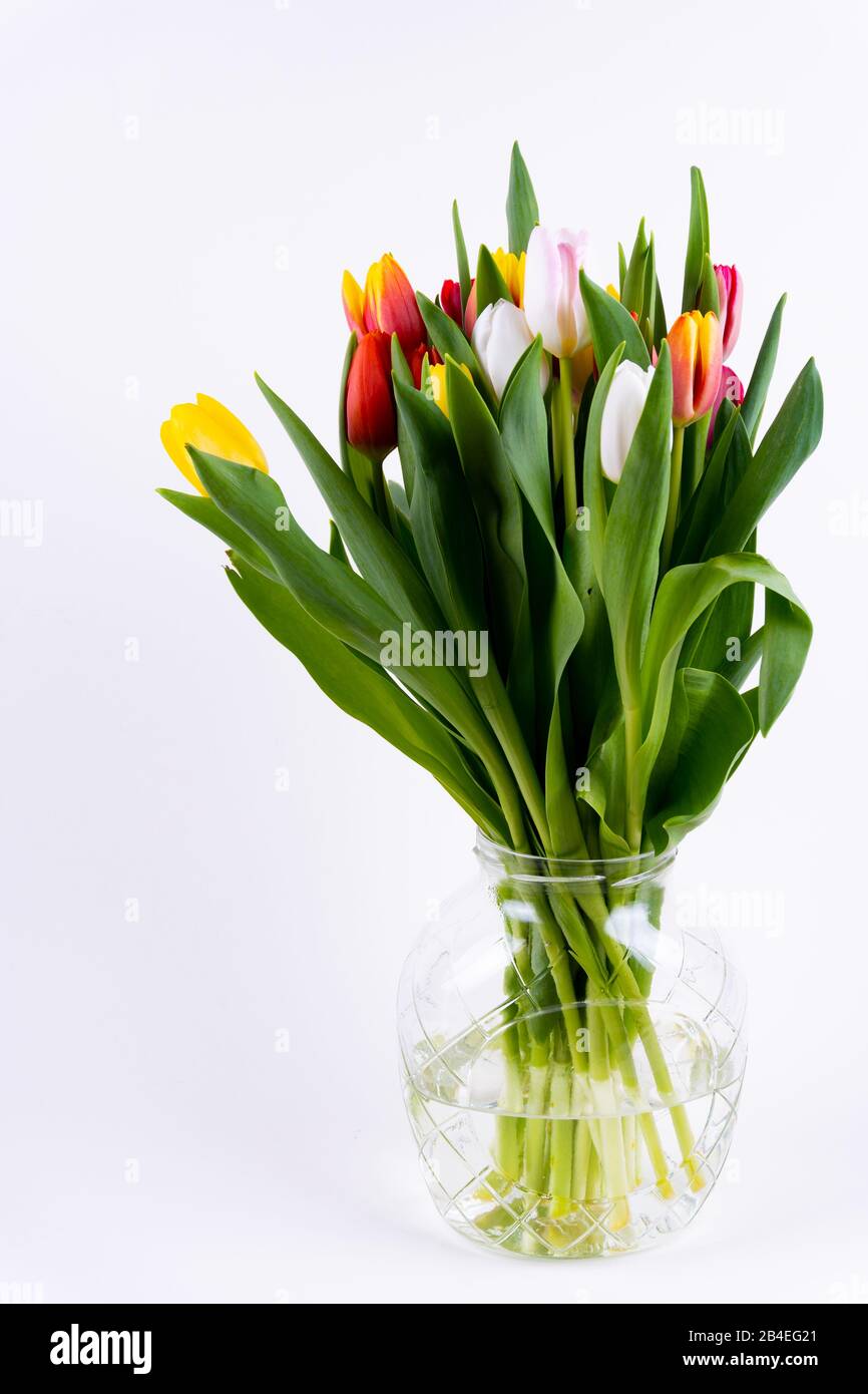 Ein Haufen bunter Tulpen in einer Vase auf weißem Hintergrund Stockfoto
