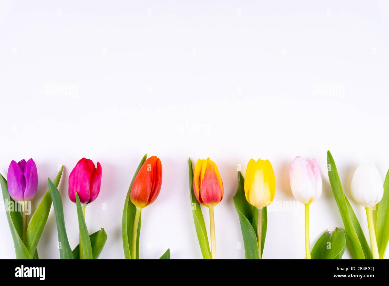 Bunte Tulpen, die in einer Reihe mit weißem Hintergrund und Kopierbereich liegen Stockfoto