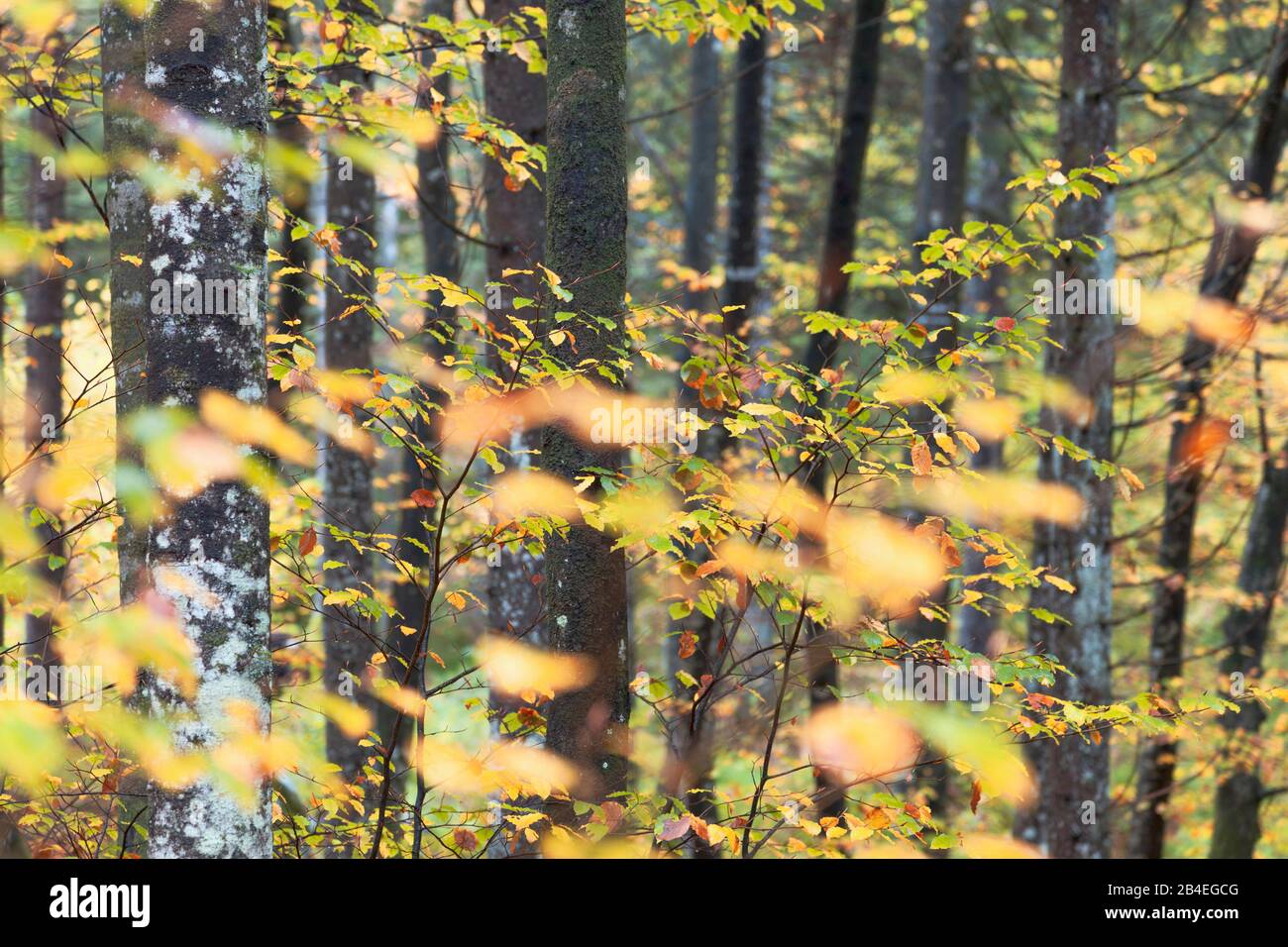 Herbstbuchenwald am Pass von sant' osvaldo, Cimolais, pordenone, friuli venezia Gulia, italien Stockfoto