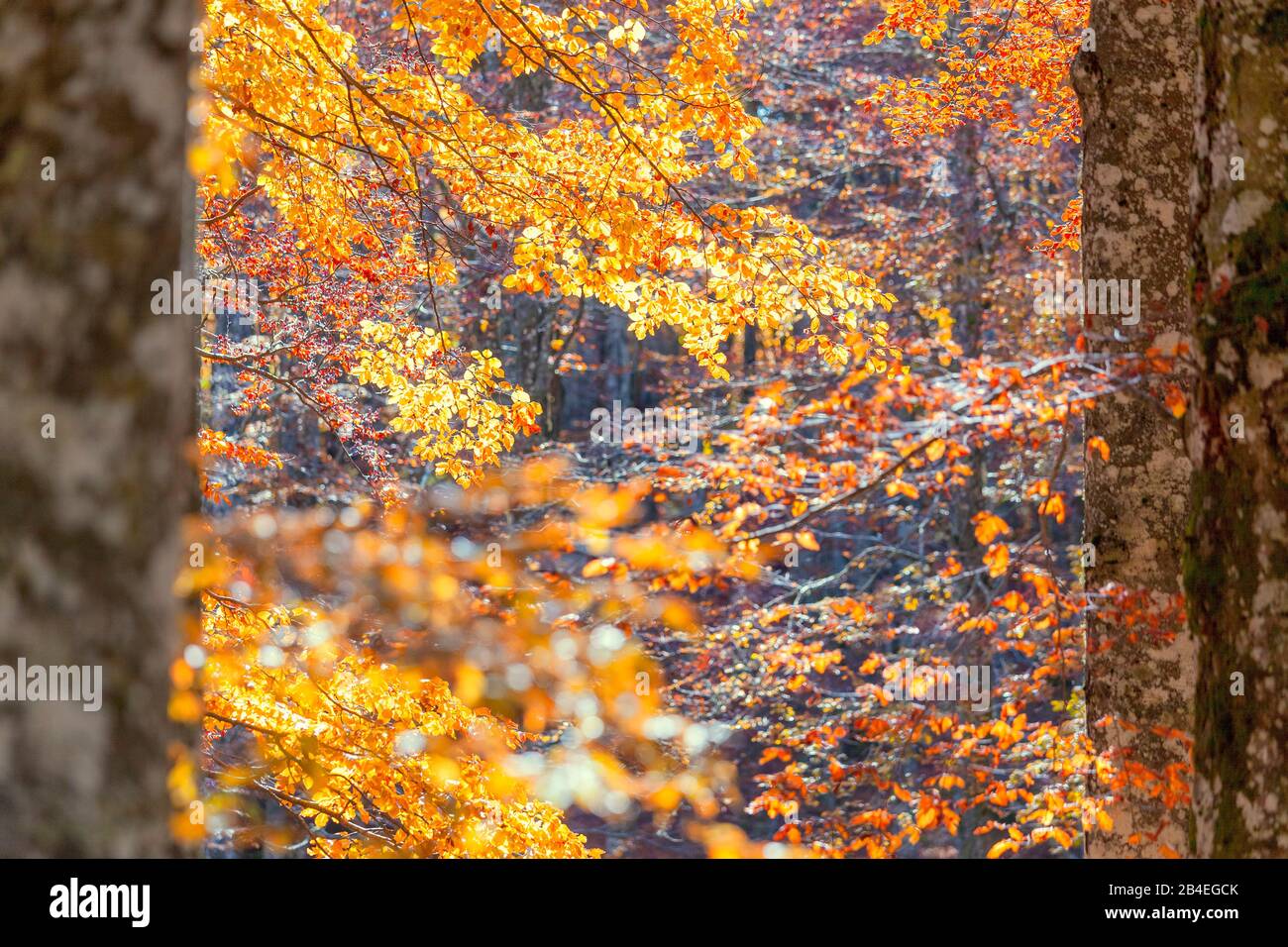 Europäische Buche (Fagus sylvatica), Buchenwald im Herbst, buntes Laub im Cansignio Wald, Alpago, Belluno, Venetien, Italien Stockfoto