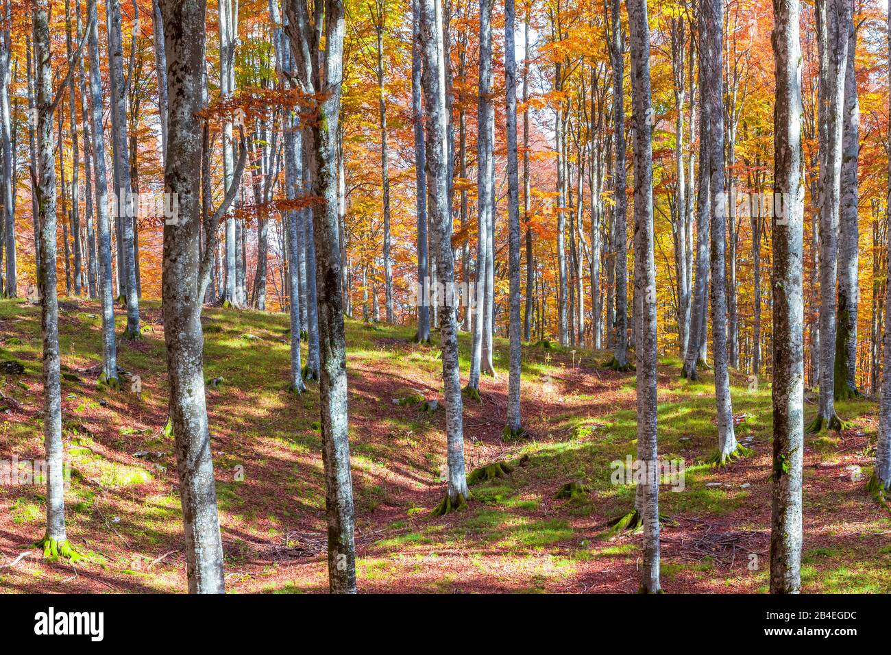 Europäische Buche (Fagus sylvatica), Buchenwald im Herbst, buntes Laub im Cansignio Wald, Alpago, Belluno, Venetien, Italien Stockfoto