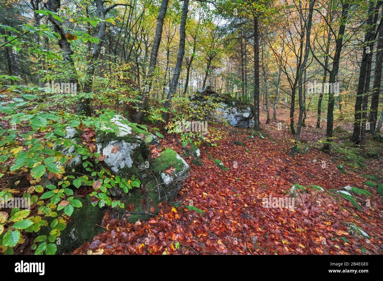 Herbstbuchenwald am Pass von sant' osvaldo, Cimolais, pordenone, friuli venezia Gulia, italien Stockfoto