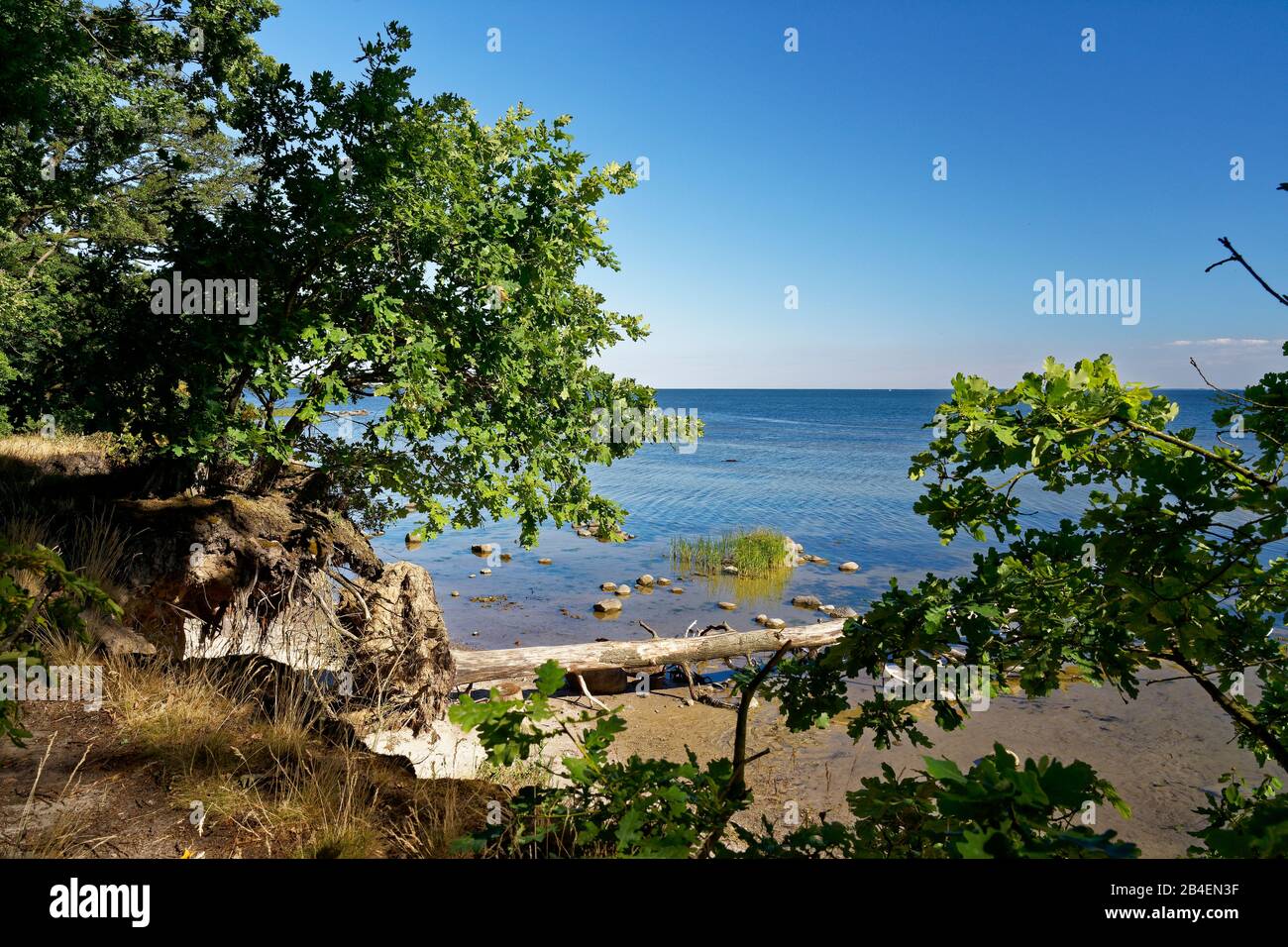 Naturstrand und Klippe am Greifswalder Bodden bei Neuendorf im Biosphärenreservat Südost-Rügen, Mecklenburg-Vorpommern, Deutschland Stockfoto