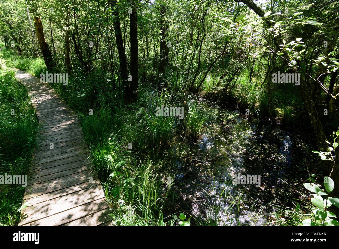 Eggelsberg, Ibmer Moore (Ibm bog) im Innviertel, Oberösterreich, Oberösterreich, Österreich Stockfoto