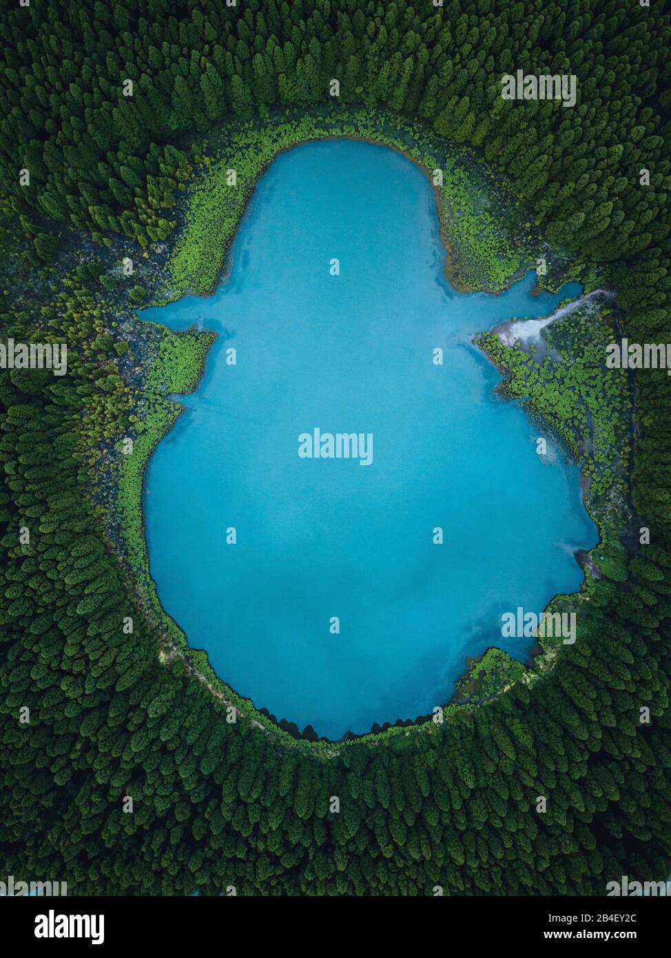 Azoren, Sao Miguel, türkisfarbener See in einem Wald Stockfoto