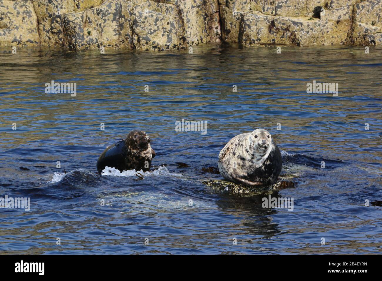 Graue Robben (Halichoerus grypus) auf untergetauchtem Felsen, Insel May Stockfoto