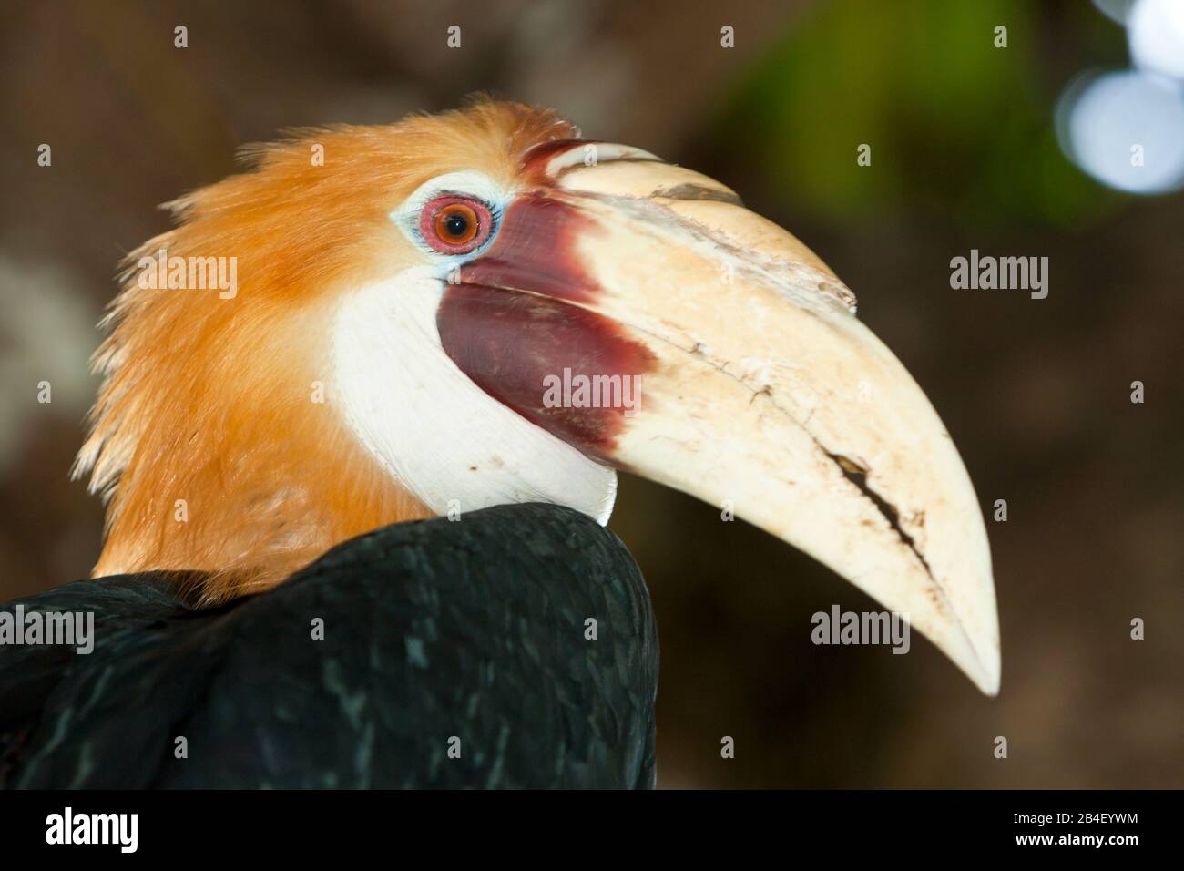 Papua Hornbill, Rhyticeros plicatus, Tufi, Oro Provinz, Papua Neu Guinea Stockfoto
