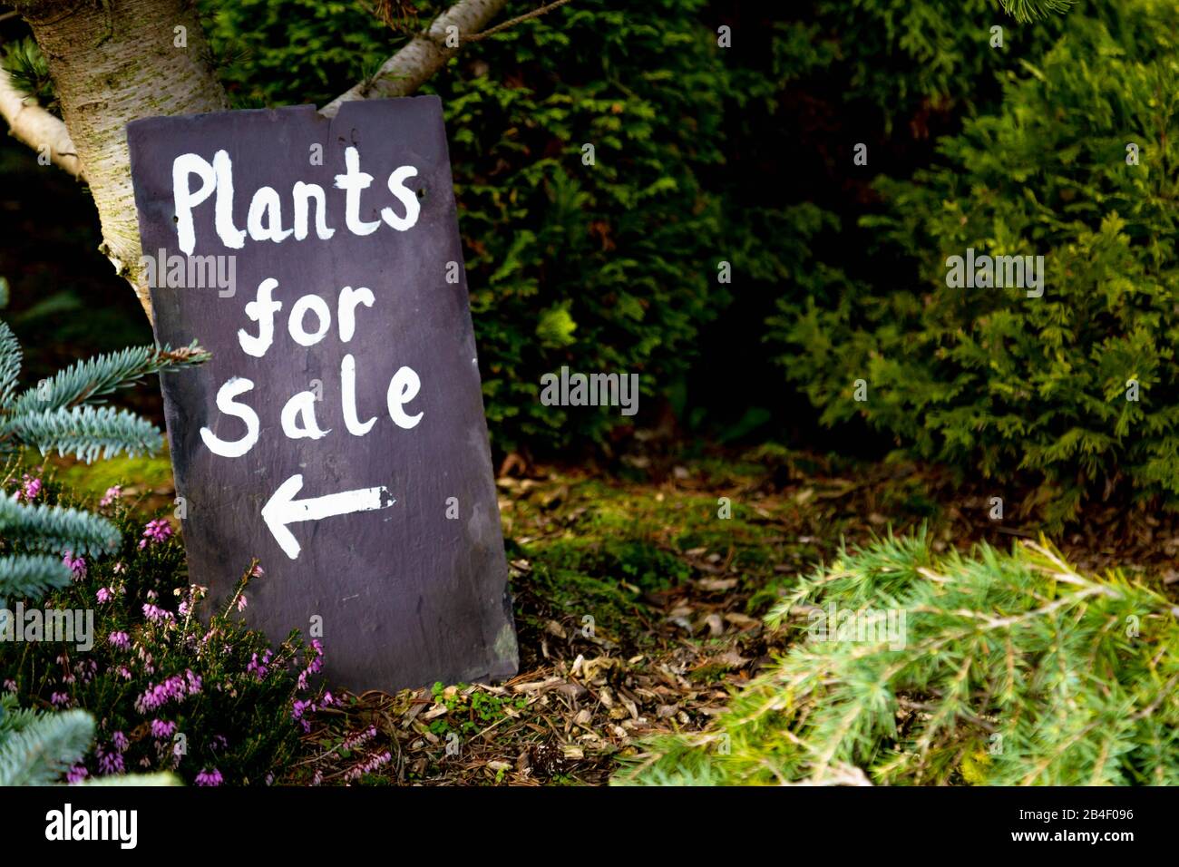 Schild "Plant for Sale" in einem Garten. Stockfoto