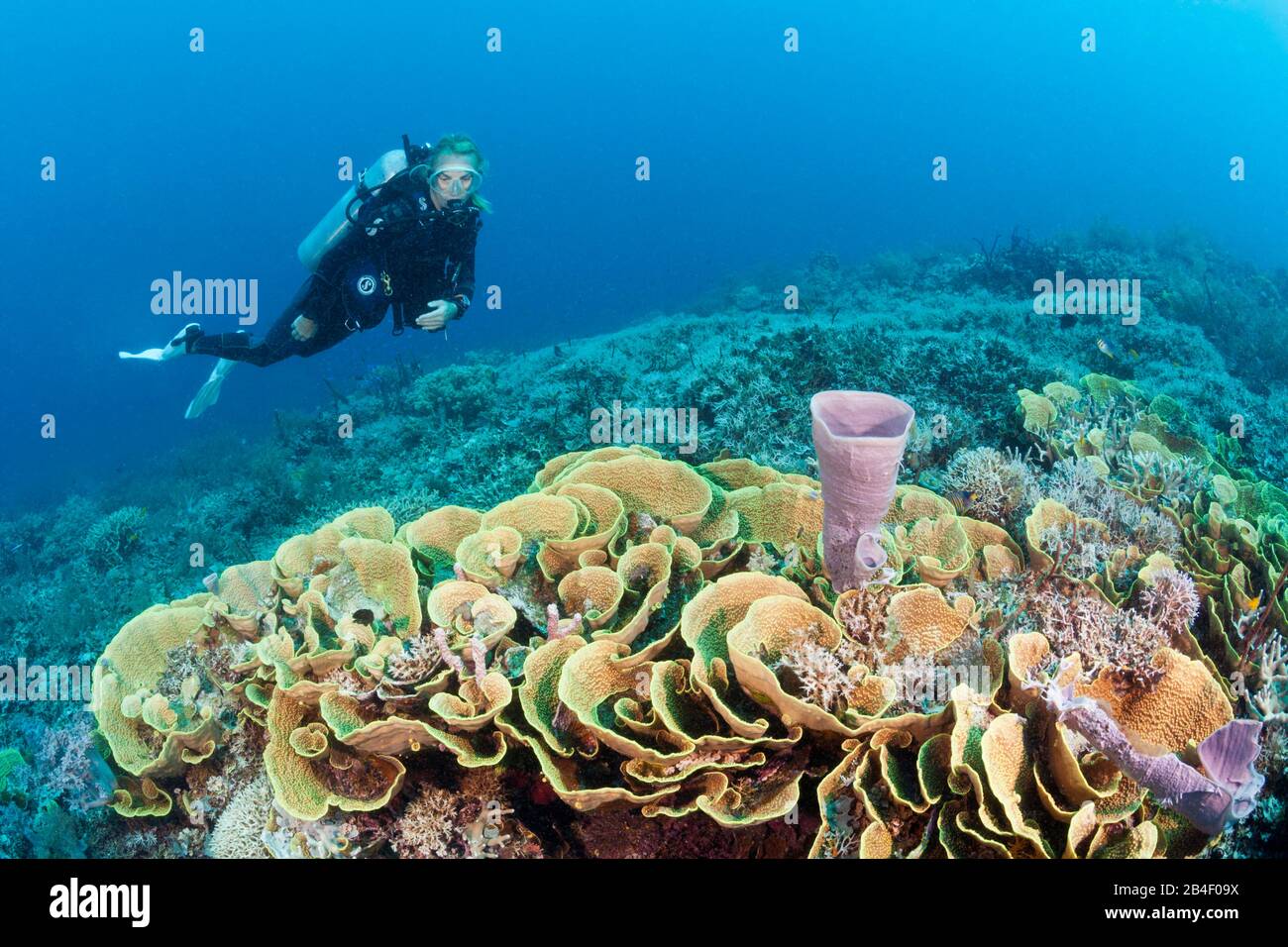 Riff von Lettuce Coral, Turbinaria mesenterina, Tufi, Solomon Sea, Papua-Neuguinea Stockfoto