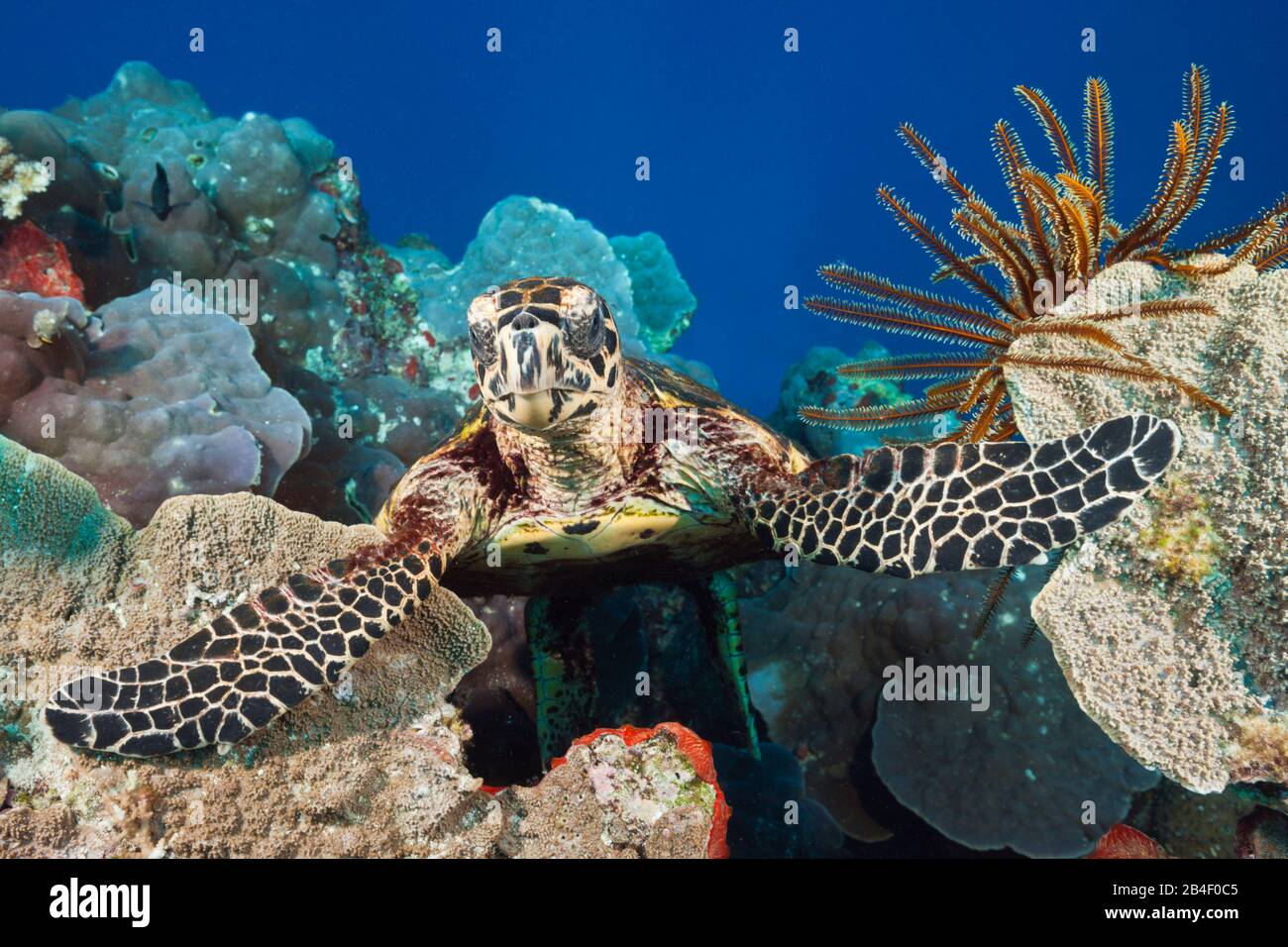 Hawksbill Sea Turtle, Eretmochelys imbricata, Tufi, Solomon Sea, Papua-Neuguinea Stockfoto
