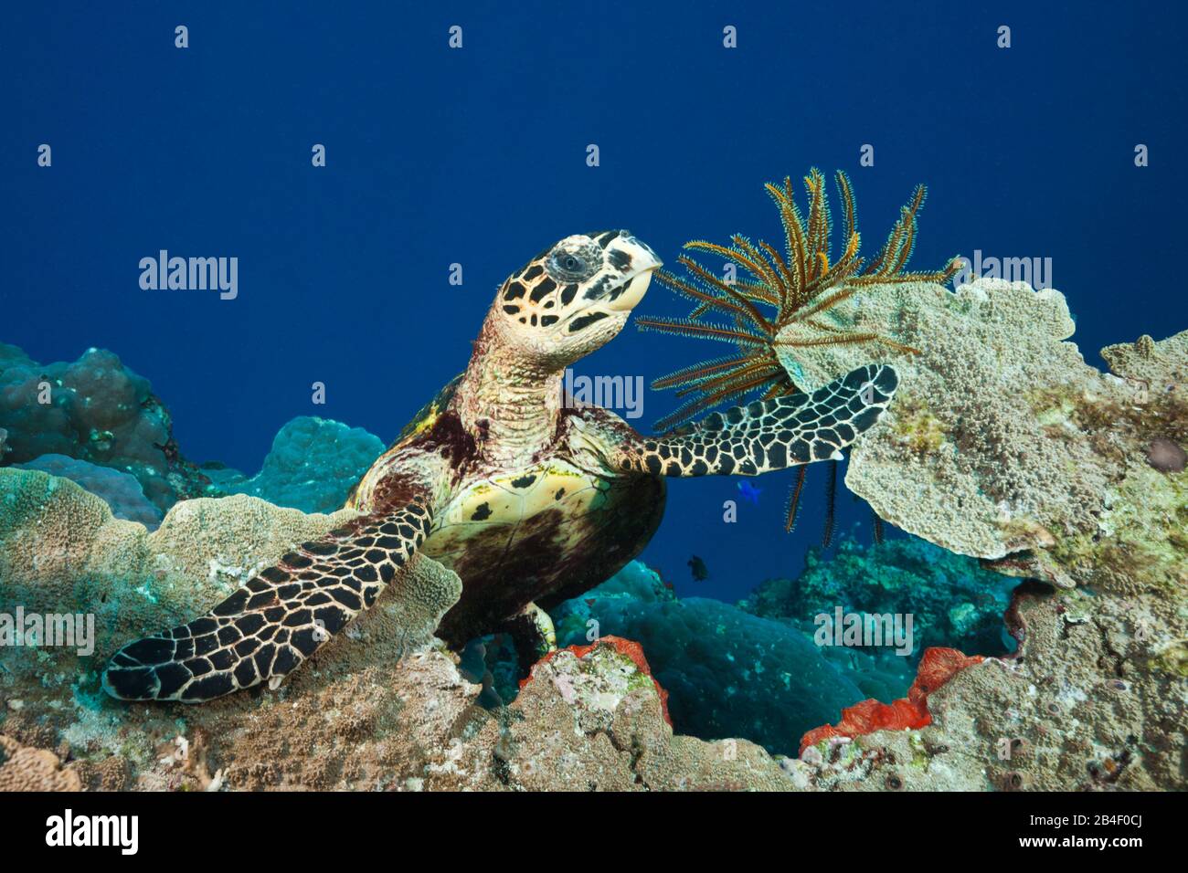 Hawksbill Sea Turtle, Eretmochelys imbricata, Tufi, Solomon Sea, Papua-Neuguinea Stockfoto