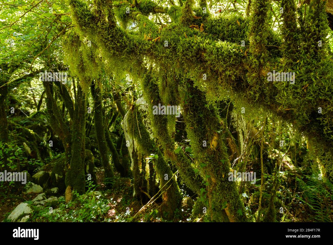 Mossy Trees, Mrtvica Gorge, bei Kolasin, Montenegro Stockfoto