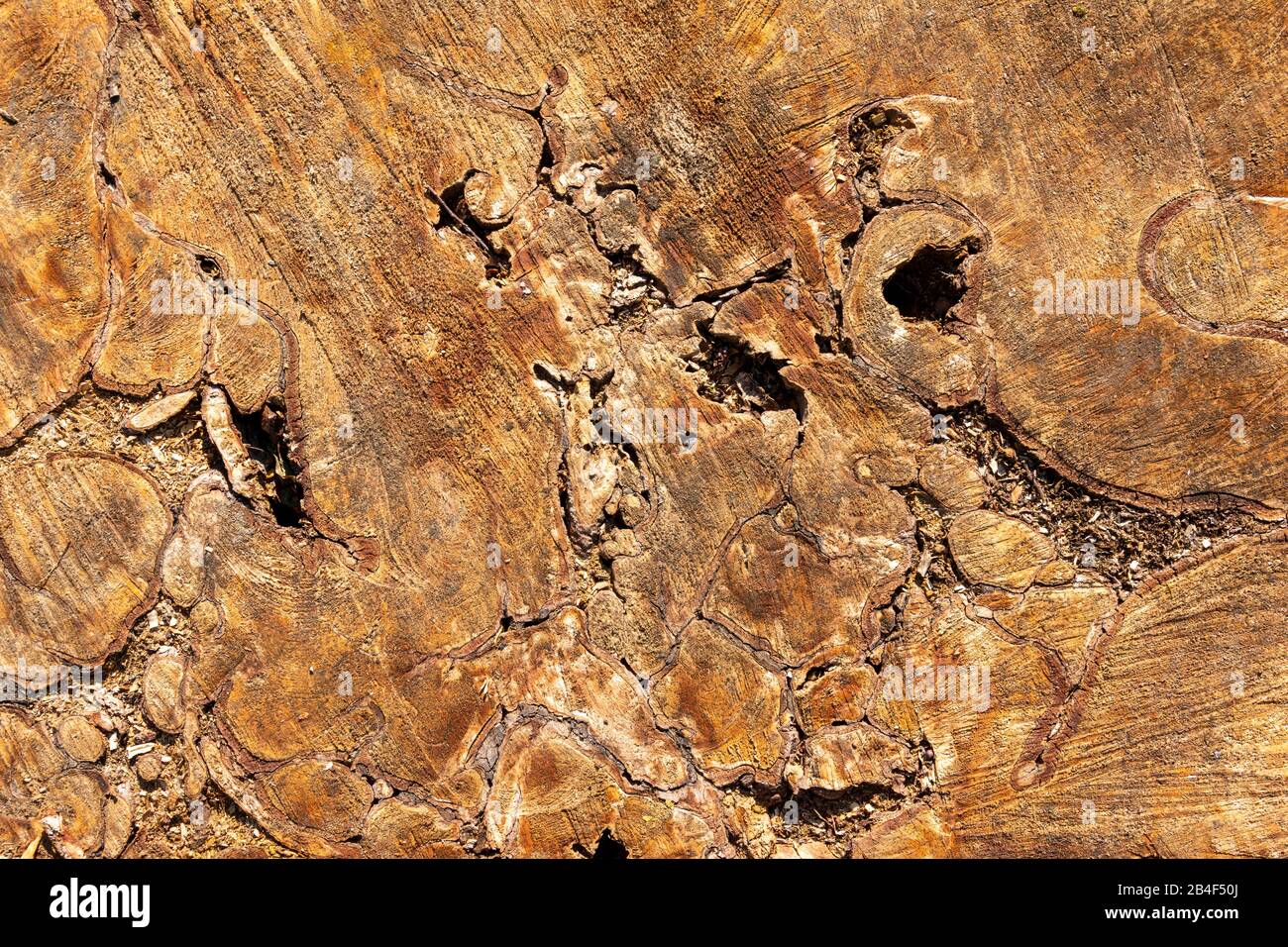 Deutschland, Baumschnitt mit markanter Holzstruktur. Stockfoto