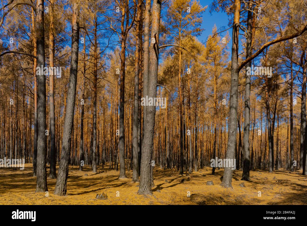 Deutschland, Wald nach einem Brand in der Umgebung von Jüterbog und Luckenwalde Stockfoto