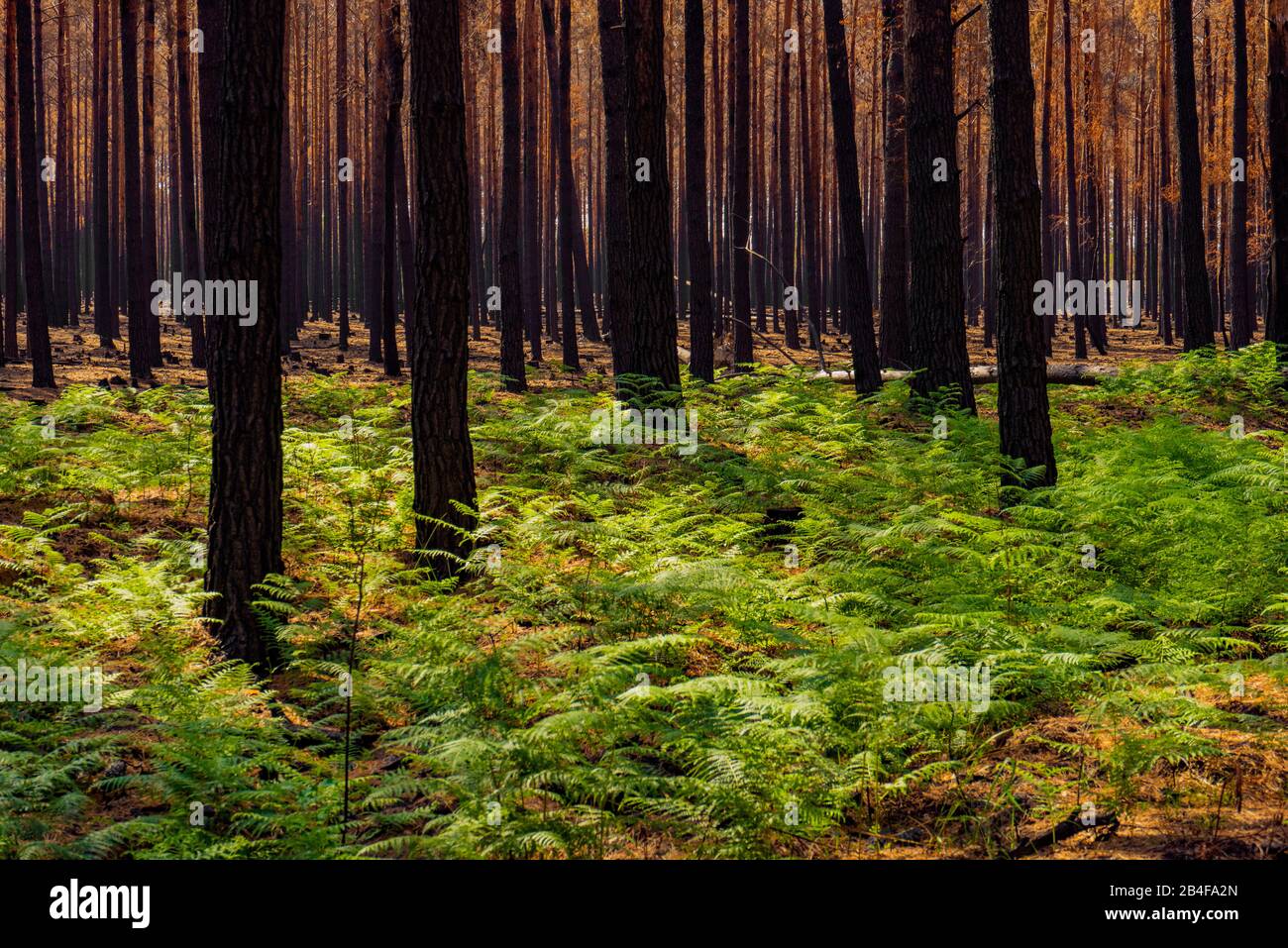 Deutschland, Wald nach einem Brand in der Umgebung von Jüterbog und Luckenwalde, Farne, Regeneration Stockfoto