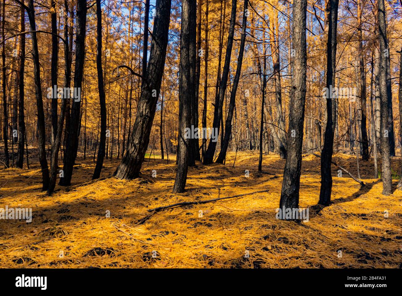 Deutschland, Wald nach einem Brand in der Umgebung von Jüterbog und Luckenwalde Stockfoto