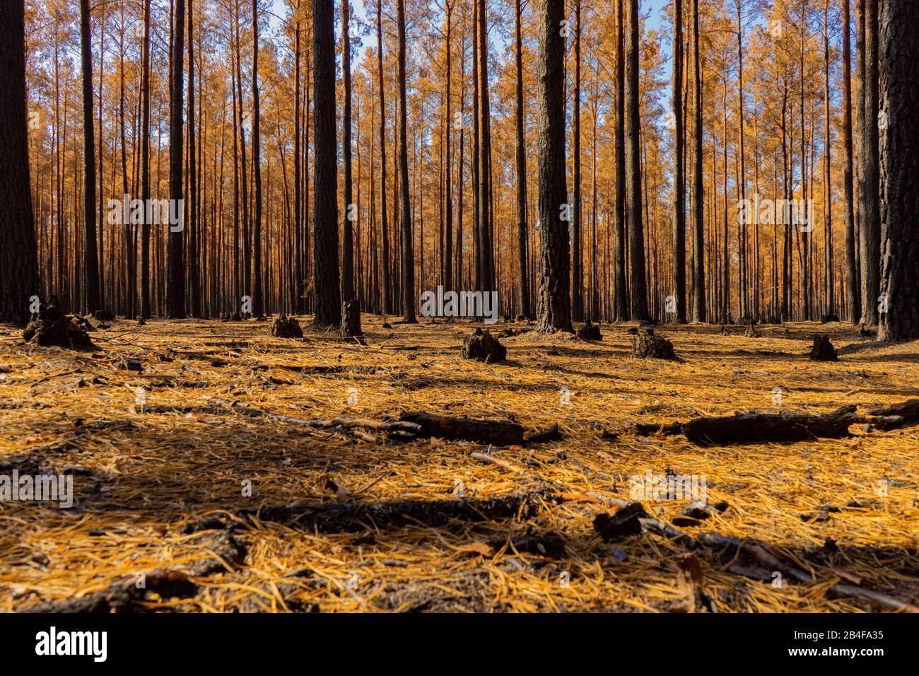 Deutschland, Wald nach einem Brand in der Umgebung von Jüterbog und Luckenwalde Stockfoto