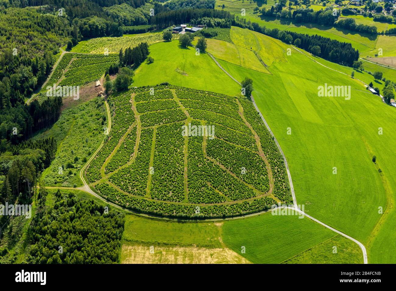 Luftbild eines Weihnachtsbaums im Osten von Eversberg bei Velmede in Meschede im Sauerland in Nordrhein-Westfalen, Deutschland, Meschede, Sauerland, Nordrhein-Westfalen, Stockfoto