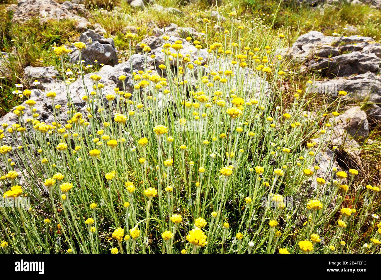 Gelbe Katzenkaw, Antenaria, Vegetation in Griechenland Stockfoto