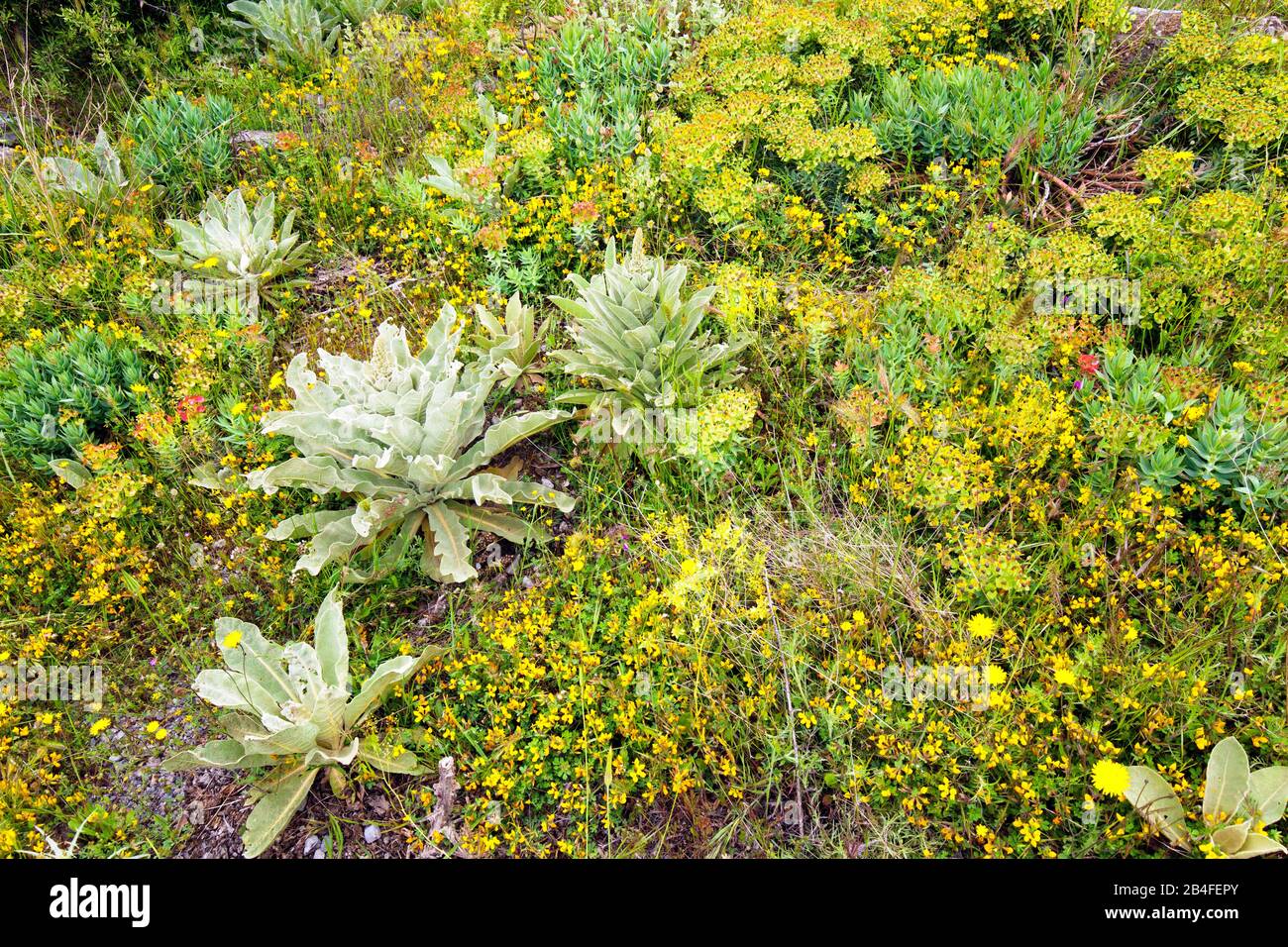 Mediterrane Flora im Frühjahr in den Bergen der Peloponnes, Arcadia, Griechenland Stockfoto