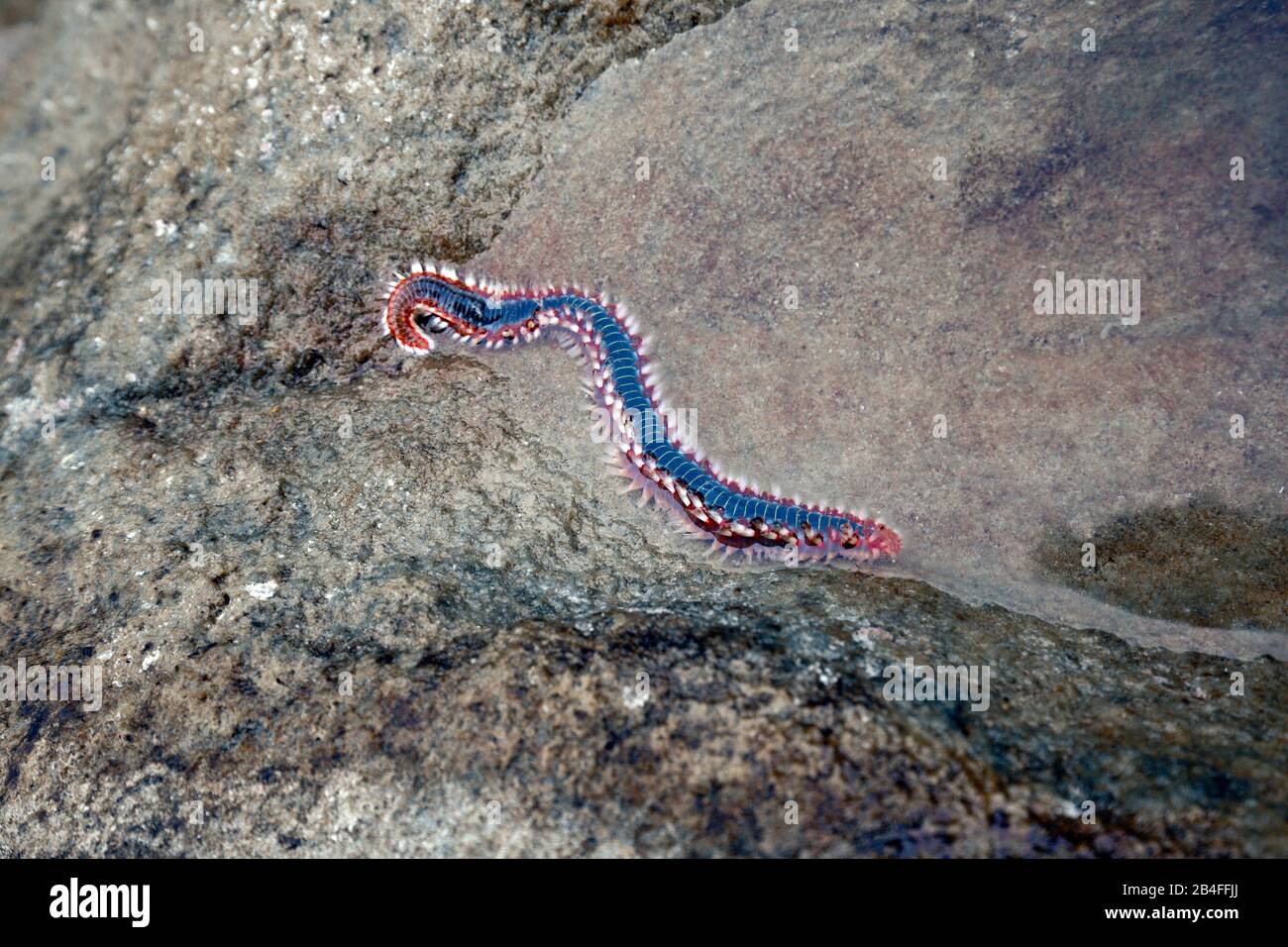 Bärtige Borste Worm, Hermodice carunculata, Griechenland Stockfoto