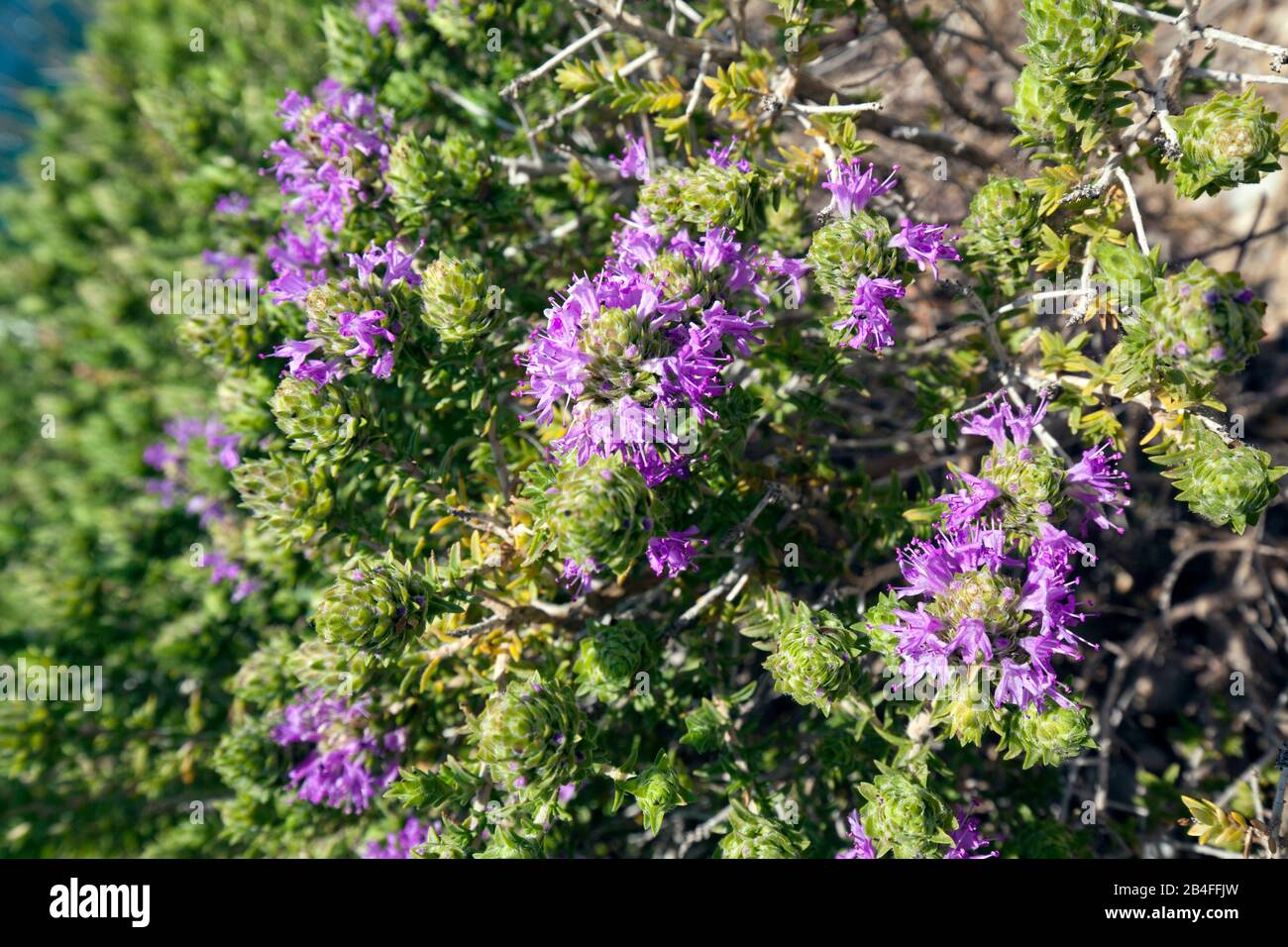 Oregano Blumen, Griechenland Stockfoto