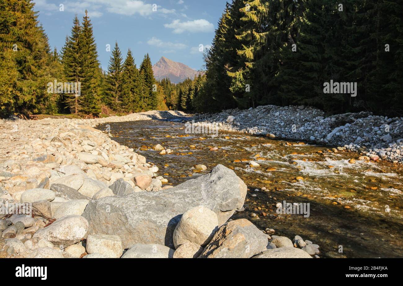Waldfluss Bela mit kleinen Rundsteinen und Nadelbäumen auf beiden Seiten scheint die Sonne, um den Krivan Peak - slowakisches Symbol - in der Ferne zu befestigen. Stockfoto