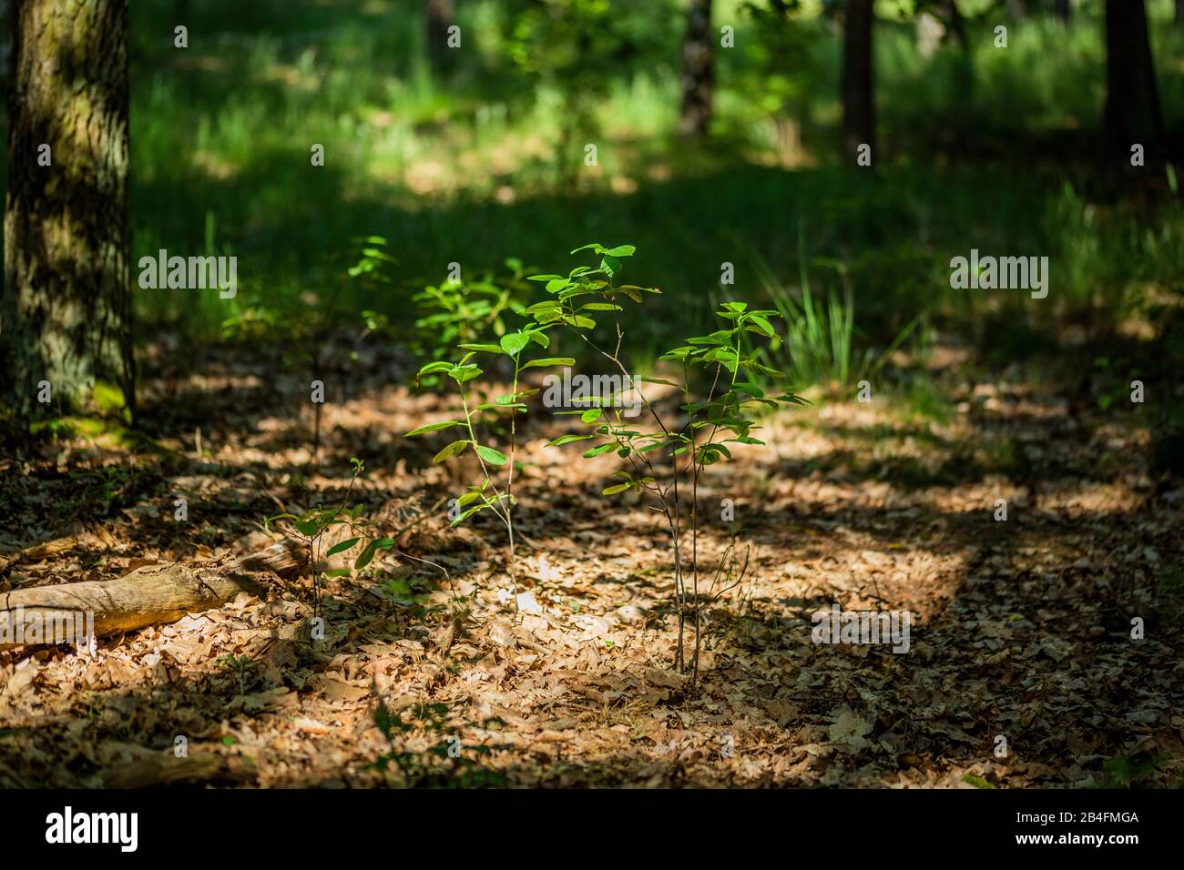 Ein junger Baum im Wald Stockfoto