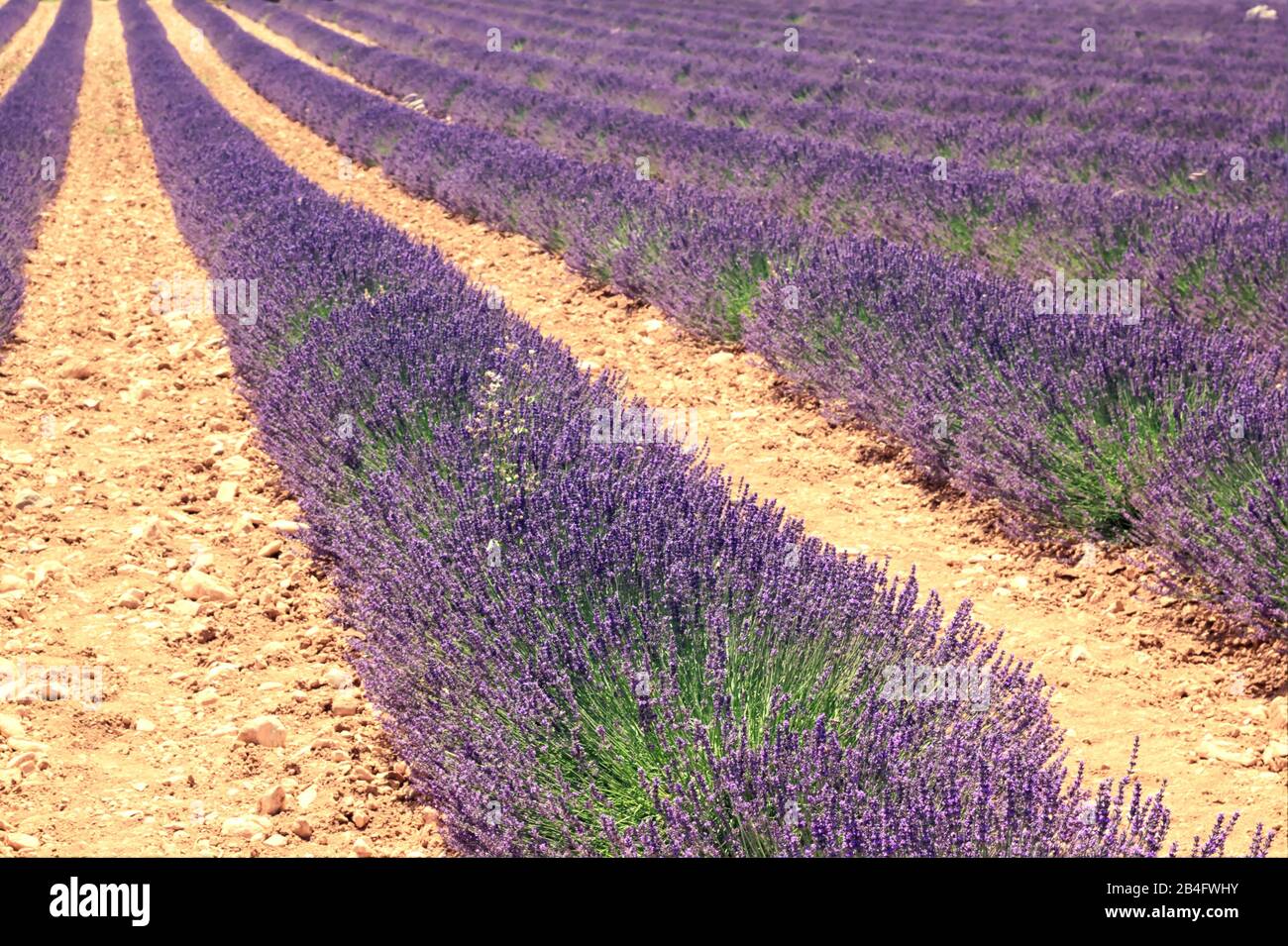 Schöne Reihen von Lavendelbüschen bereit zur Ernte Stockfoto