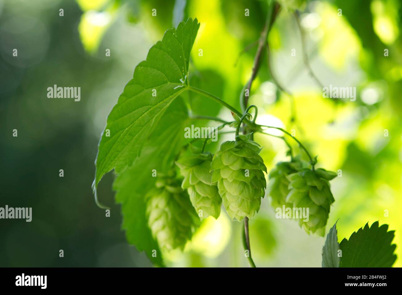 Hopfenwerk, Nahaufnahme Stockfoto