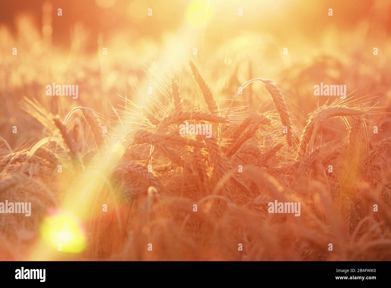Maisfeld in warmem, hellem Licht während der Erntezeit Stockfoto