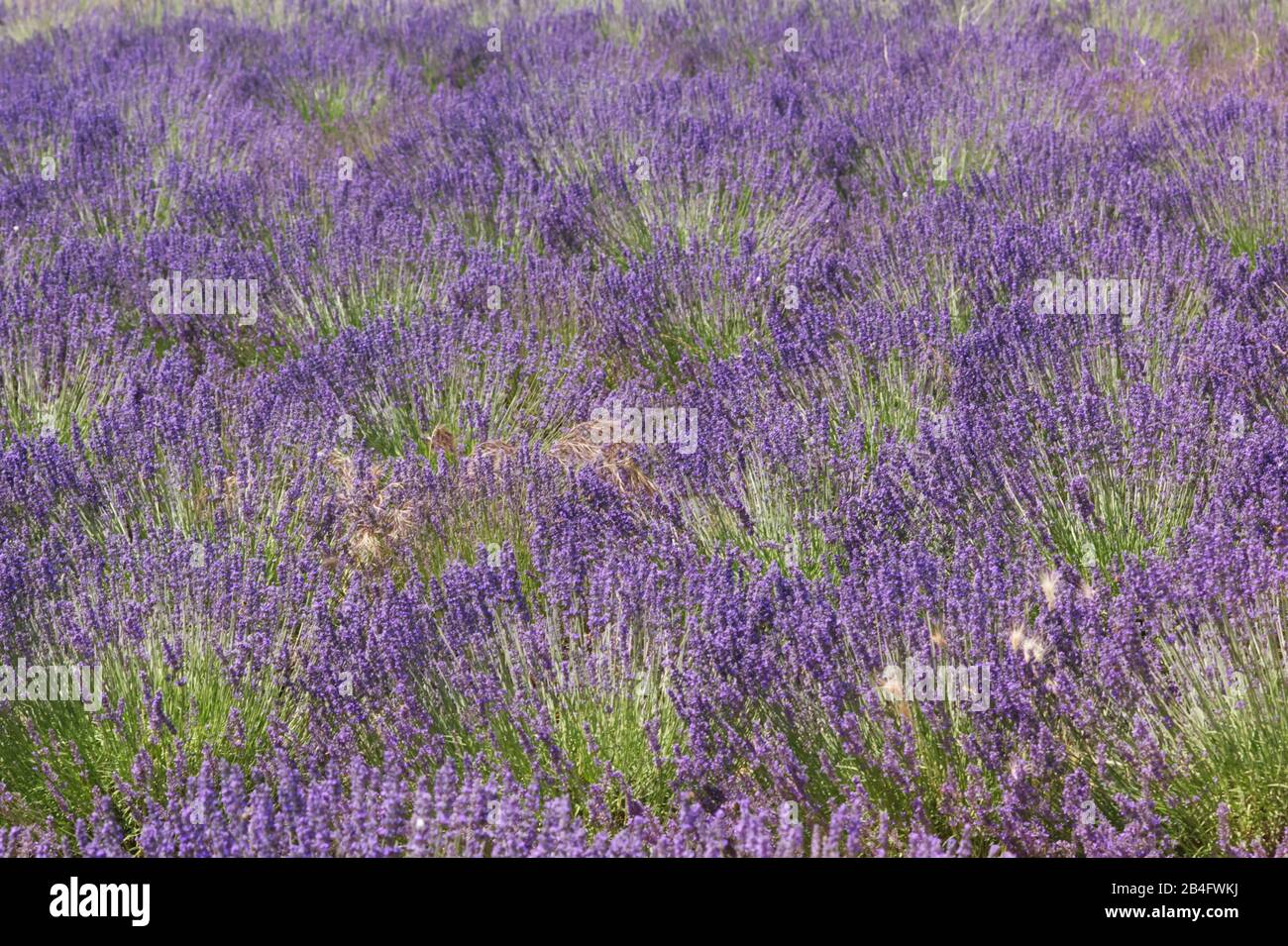 Schöne Reihen von Lavendelsträuchern bereit zur Ernte, Lavendelblüten, Nahaufnahme Stockfoto