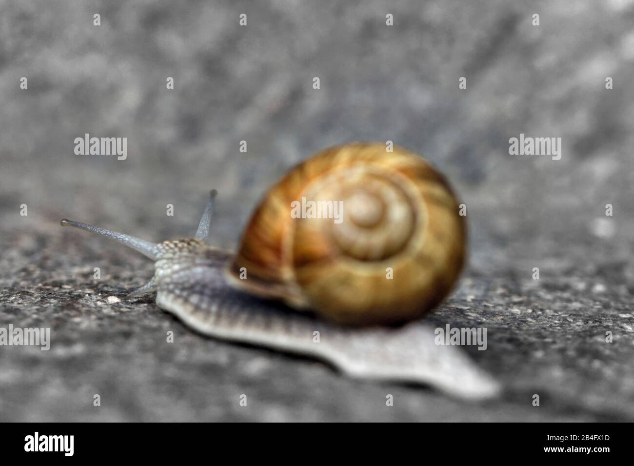 Langsam bewegende Schnecke auf grauem Fahnenstein Stockfoto