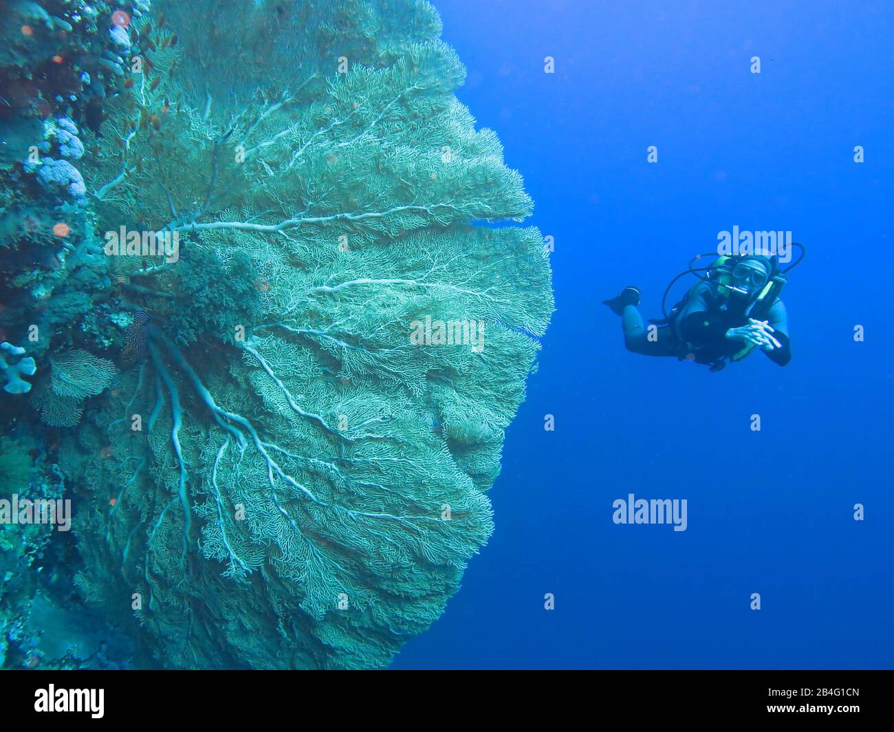 Taucher, Gorgonienkoralle (Octocorallia), Brother Islands, Rotes Meer, Aegypten/Ägypten Stockfoto