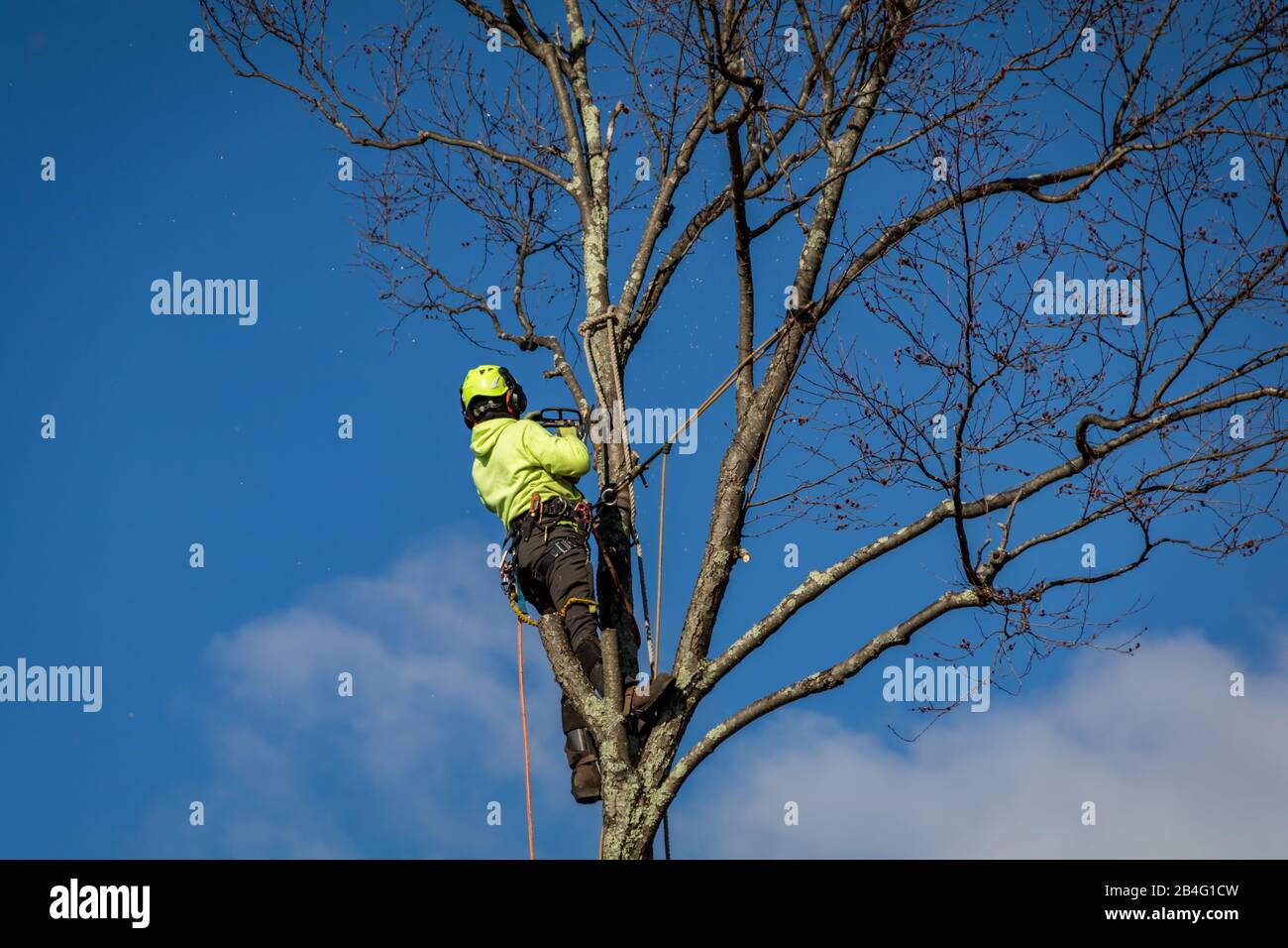 Arboristischer Lumberjack trägt Seile und Tragseile und trimmt hohe Birken gegen blauen Himmel mit Wolken Stockfoto