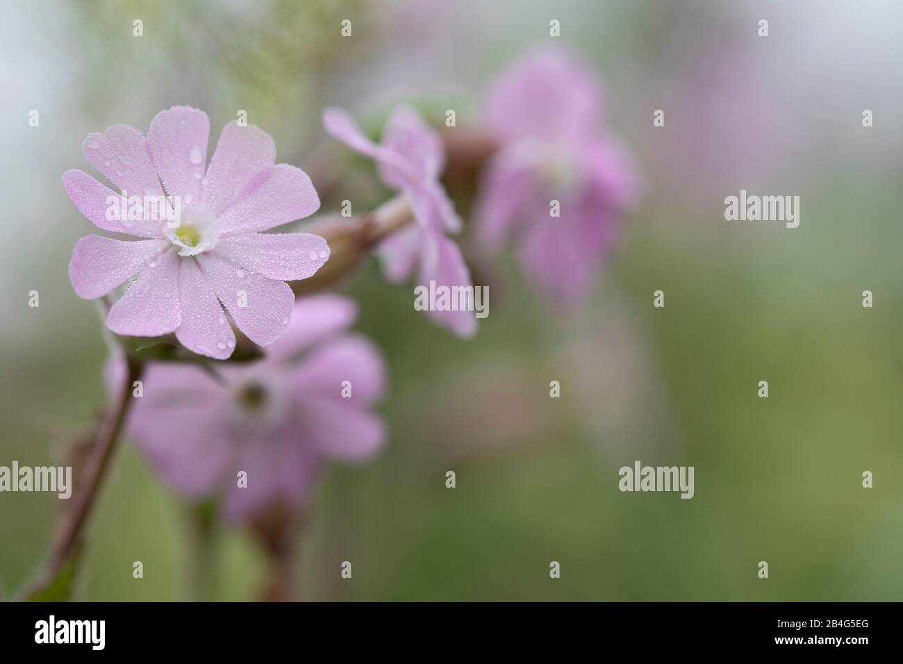 Rosa Kranesbill Blumen vor hellgrünem Hintergrund, Geranium, Kranesbill Pflanzen, Geraniaceae Stockfoto