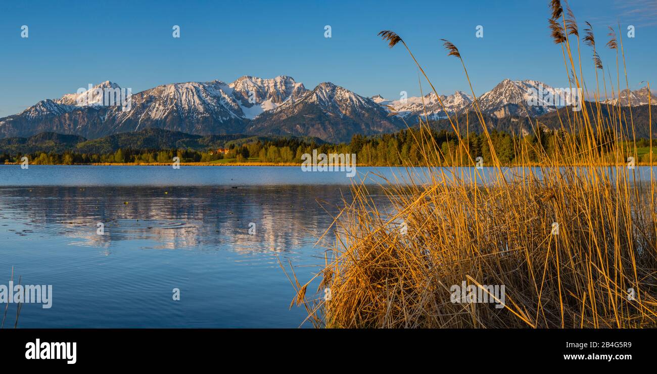 Sonnenaufgang, Hopfensee, bei Füssen, Ostallbräu, Allgäuer, Oberschwaben, Schwaben, Bayern, Deutschland, Europa Stockfoto