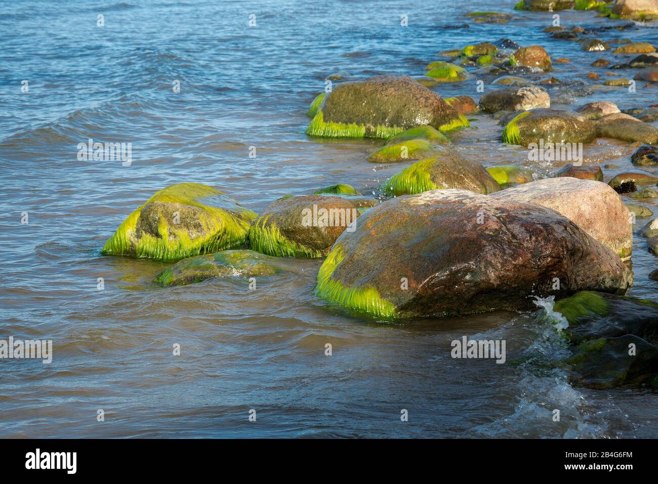 Estland, Nordküste, Ostsee, Liimala-Strand, Steine mit Moos Stockfoto