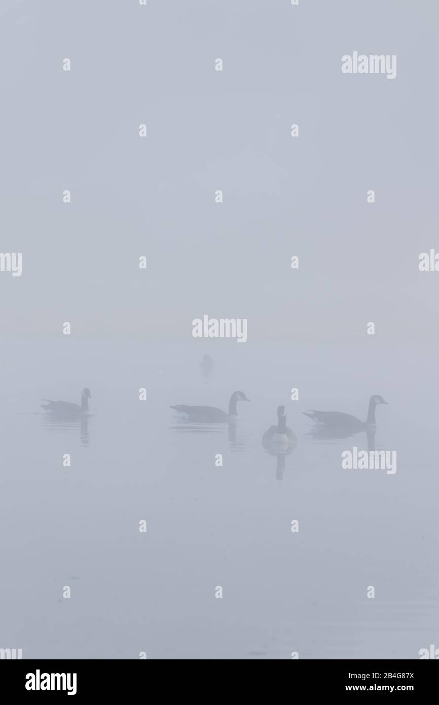 Vier Gänse aus Kanada an einem See, in einem sehr nebligen buschigen Park, West London Stockfoto