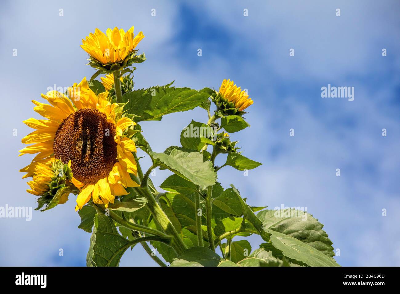 Eine Sonnenblume in Comelico, Belluno, Venetien, Italien Stockfoto