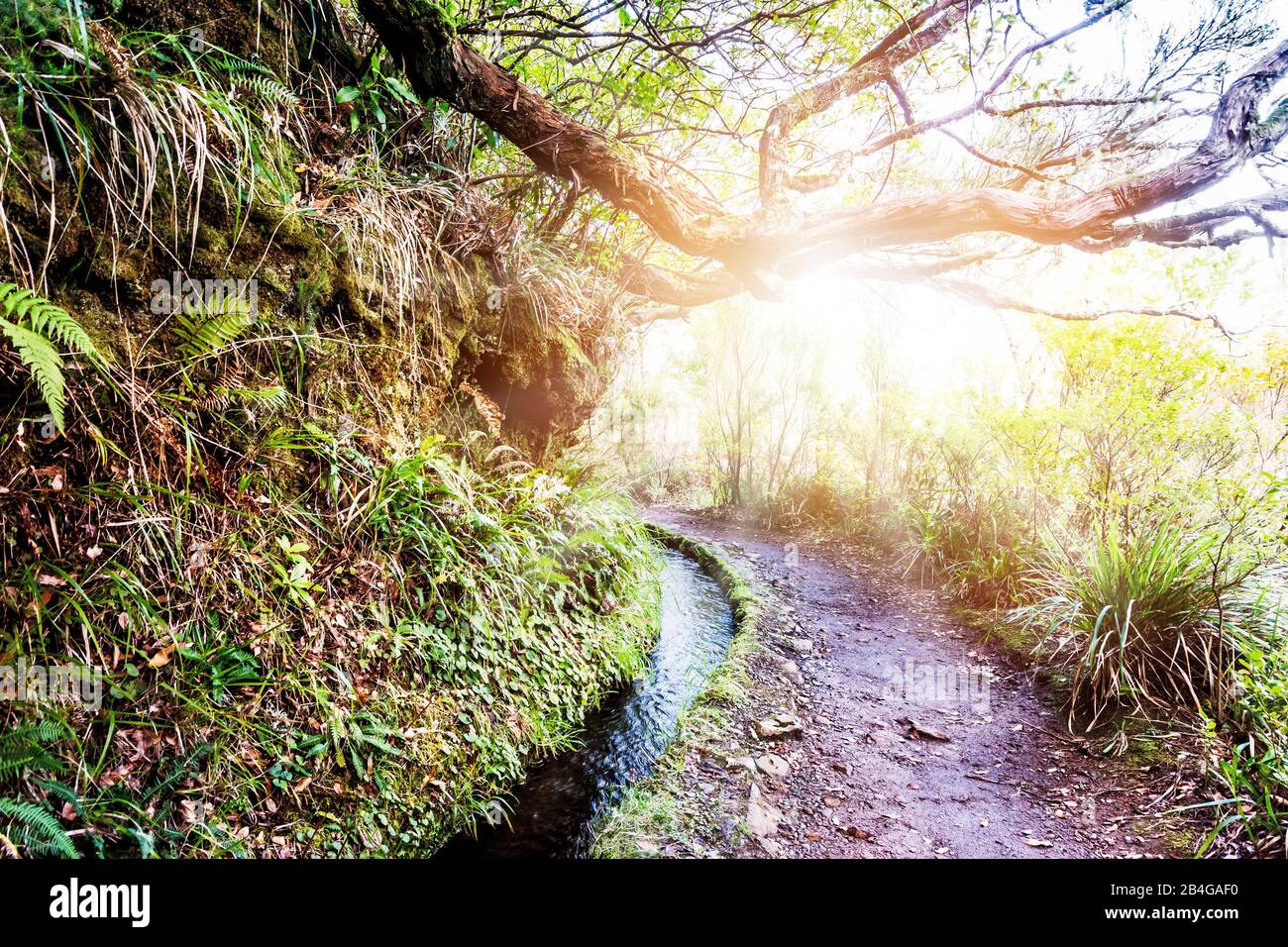 Europa, Portugal, Madeira, Hochebene Paúl da Serra, Rabacal, Levada das 25 Fontes, Levada der 25 Quellen, PR6, Levadaweg hinterleuchtet Stockfoto