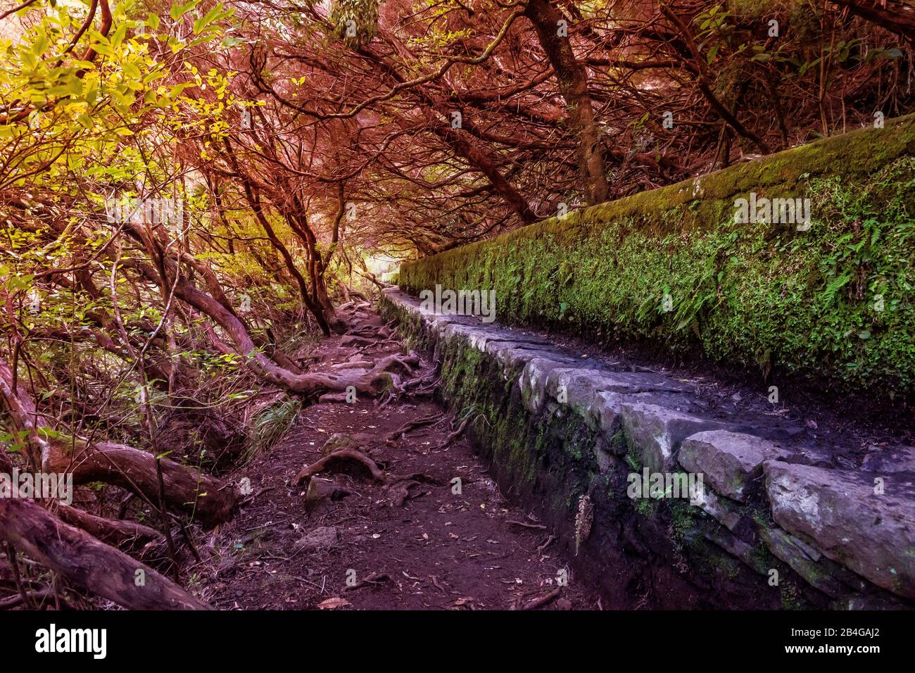 Europa, Portugal, Madeira, Hochebene von Paúl da Serra, Rabacal, Levada das 25 Fontes, Levada der 25 Springs, PR6, Levadaweg in verzauberter Farbstimmung Stockfoto