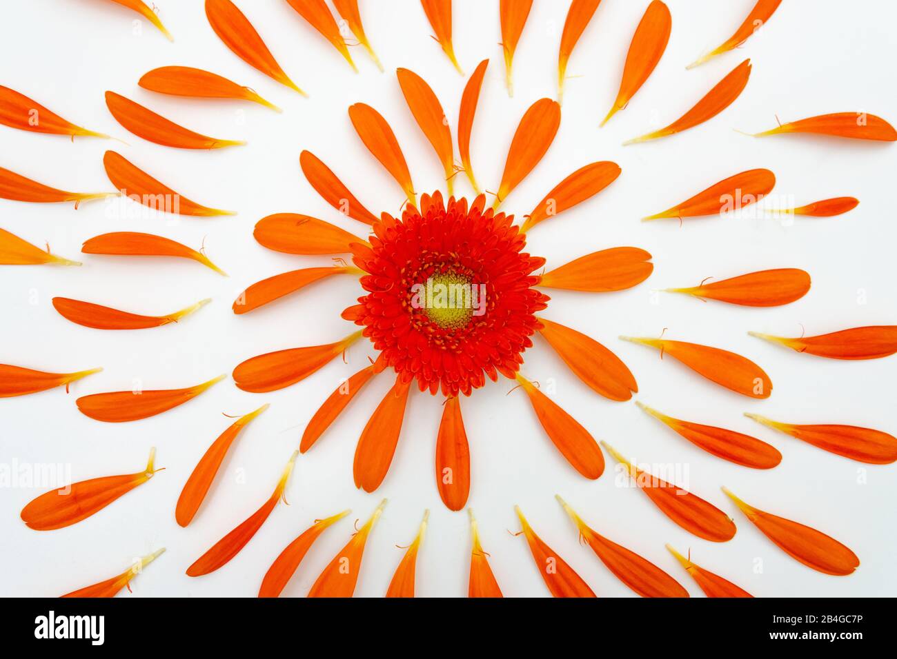 Eine Gerbera-Blüte liegt auf einem weißen Sockel und ist von vielen kleinen Hochblättern umgeben Stockfoto