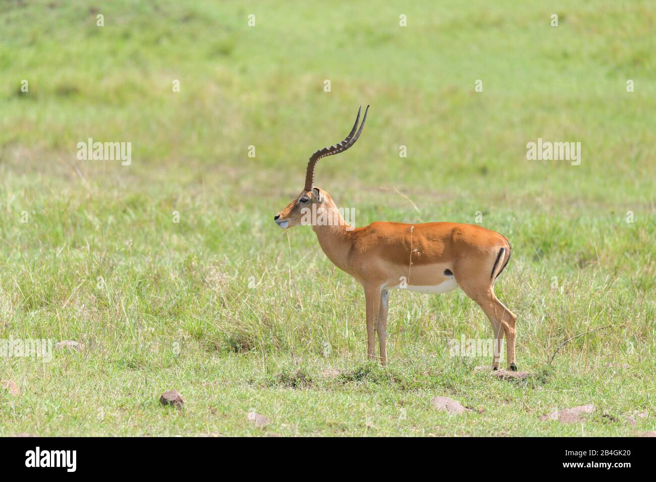 Impala, Aepyceros melampus, männlich, Masai Mara National Reserve, Kenia, Afrika Stockfoto