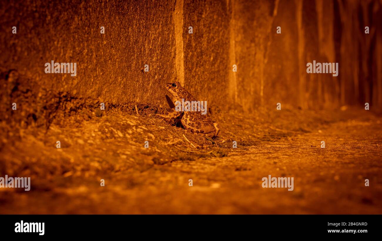 Ein Frosch in der Nacht aus nächster Nähe Stockfoto