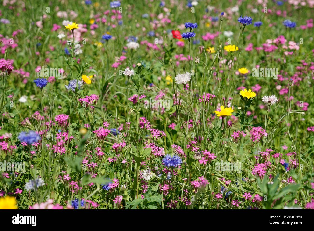 Deutschland, Bayern, Oberbayern, Traunstein, Blumenwiese, Kornblumen, Leimkraut, verwischt, Farbspritzer, bunt Stockfoto